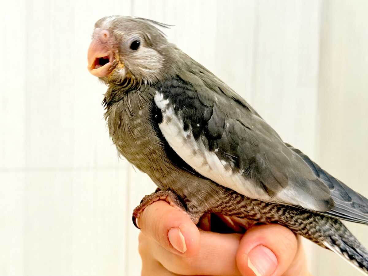 オカメインコ