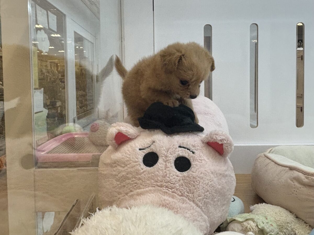 胸にダイブしていいですか♡♡?チワプーちゃん! チワプー