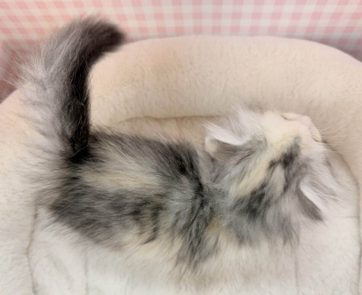 可愛すぎる!!マンチカンちゃんが来ました💕 マンチカン