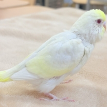 ふわっと淡いクリームカラー‪🫶セキセイインコ(クリームルチノー)ヒナ