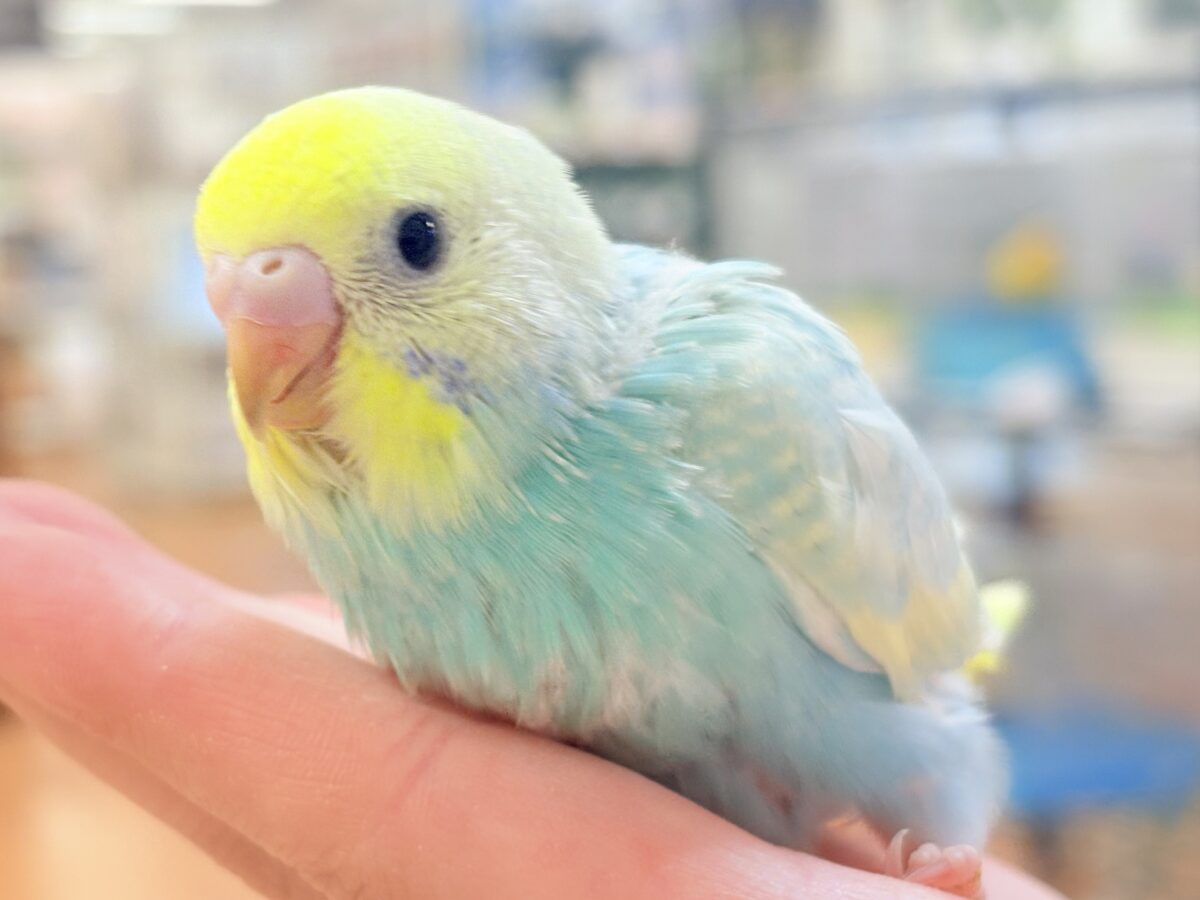 セキセイインコ