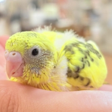 ミツバチはっちー🐝💕セキセイインコ(ハルクイン)ヒナ