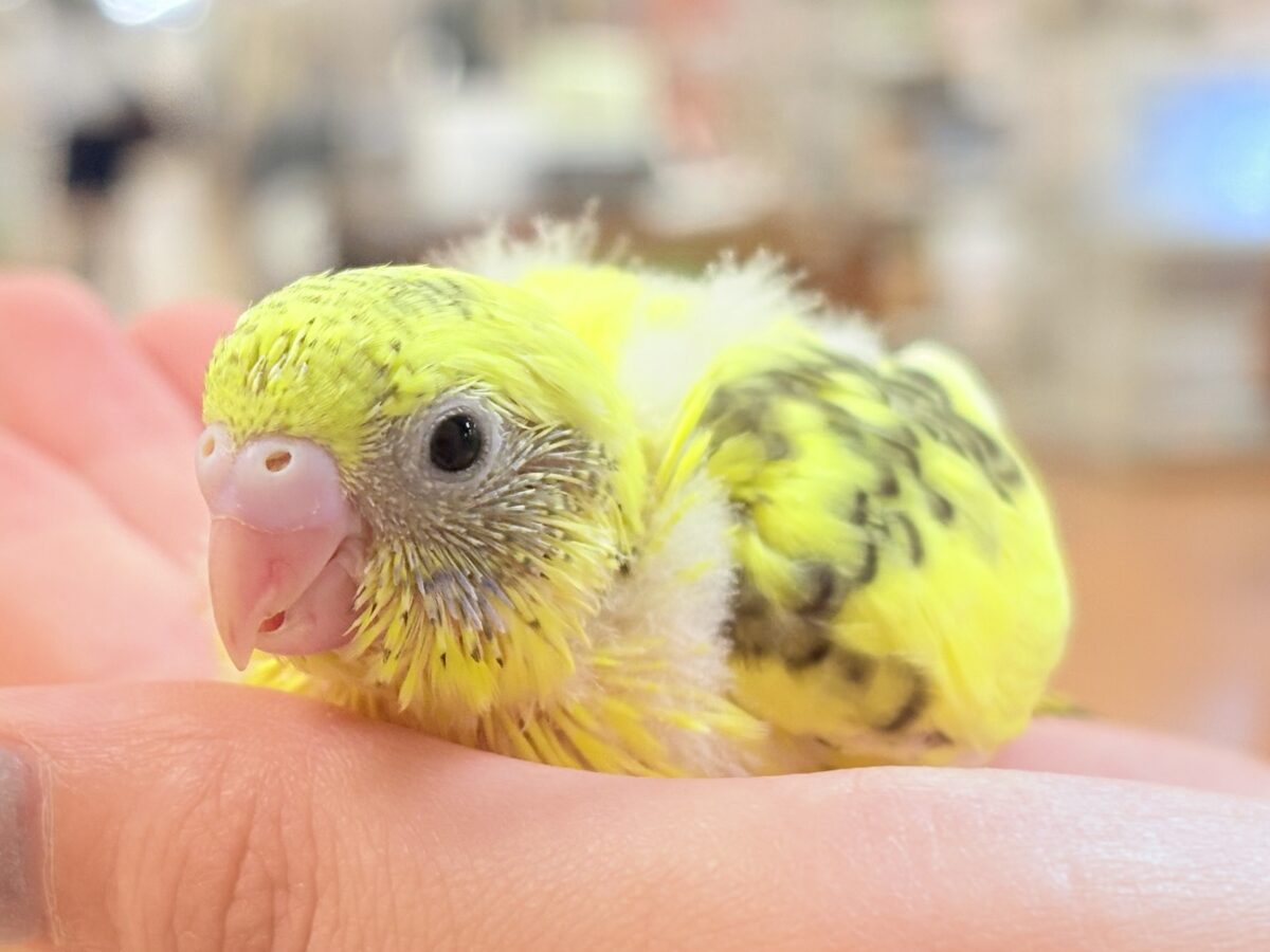 ミツバチはっちー🐝💕セキセイインコ(ハルクイン)ヒナ セキセイインコ