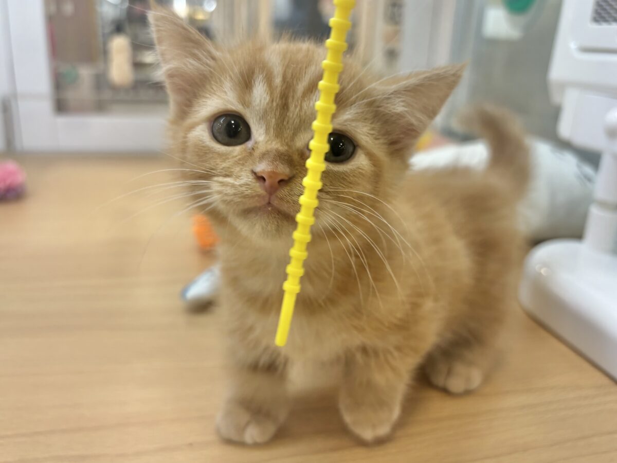 短いあんよでてちてち…てちてち…🐾マンチカンちゃん! マンチカン