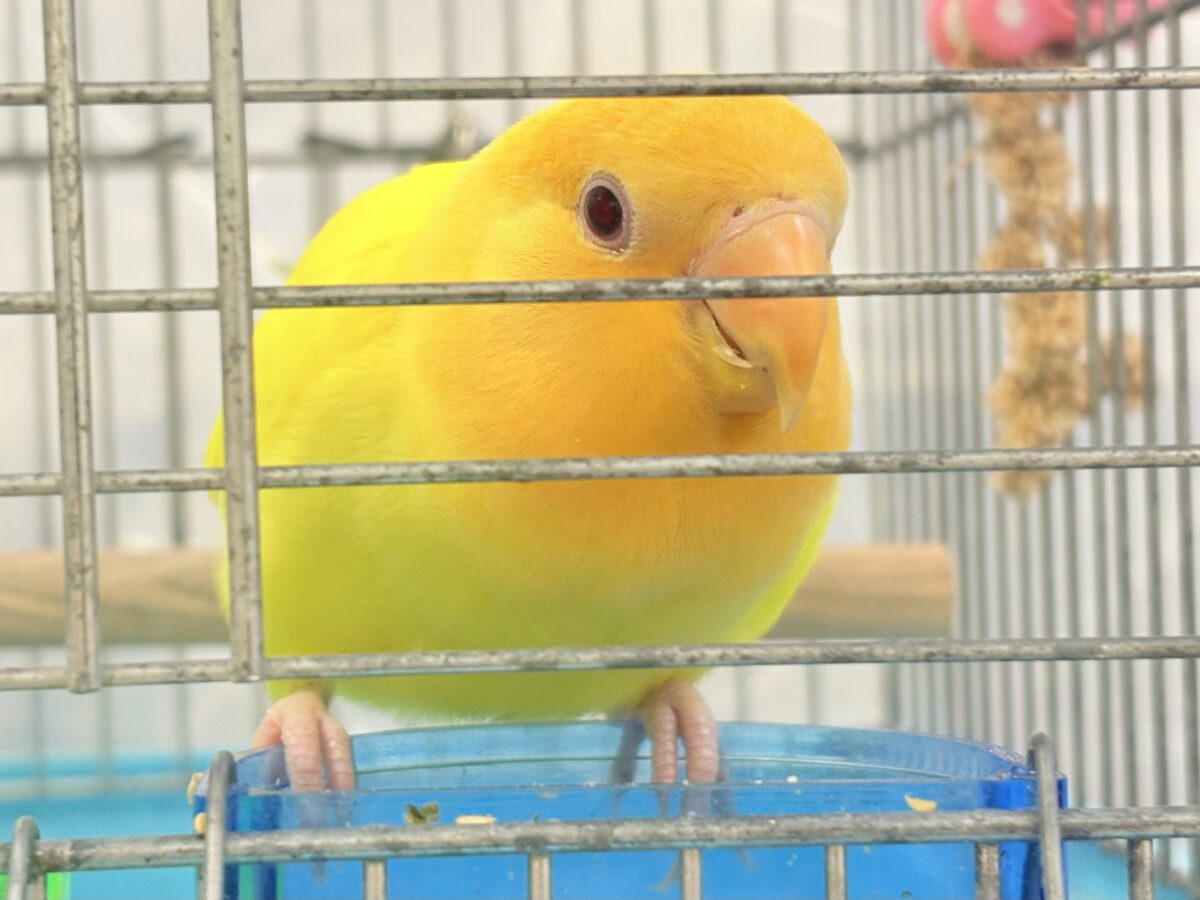 コザクラインコ（小桜インコ）