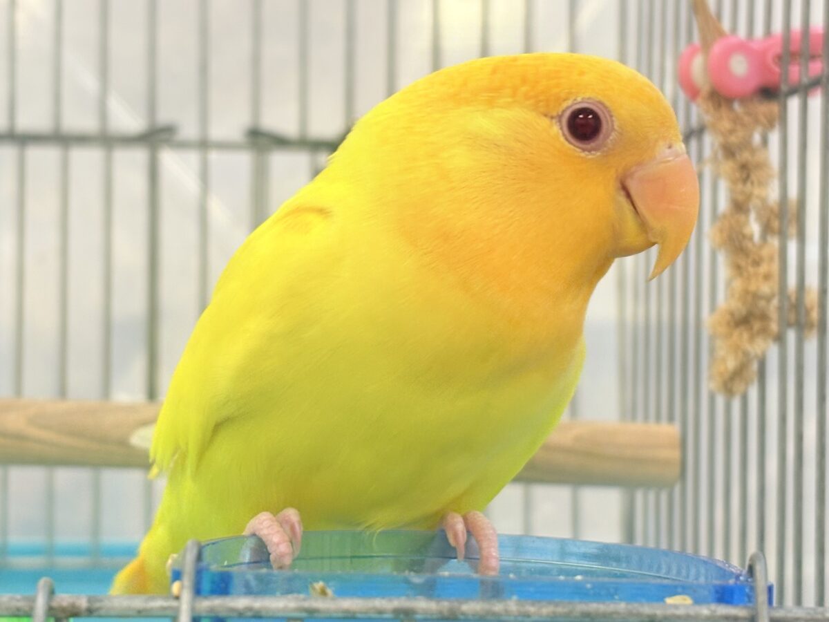 コザクラインコ（小桜インコ）