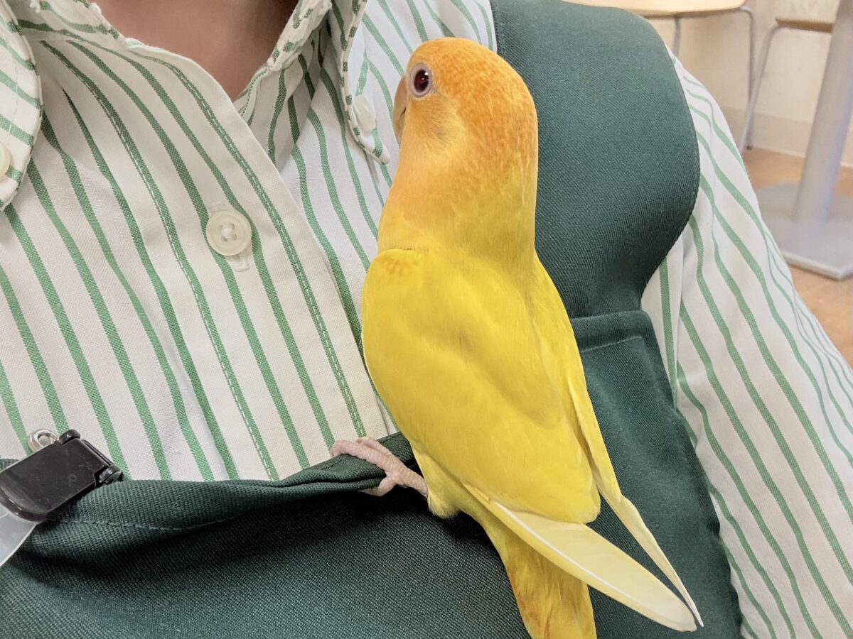 コザクラインコ（小桜インコ）