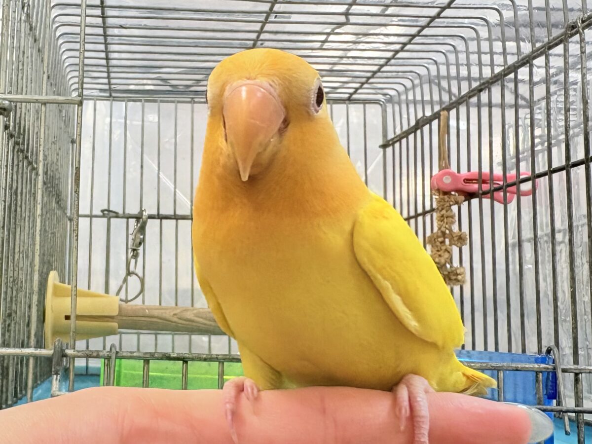 コザクラインコ（小桜インコ）