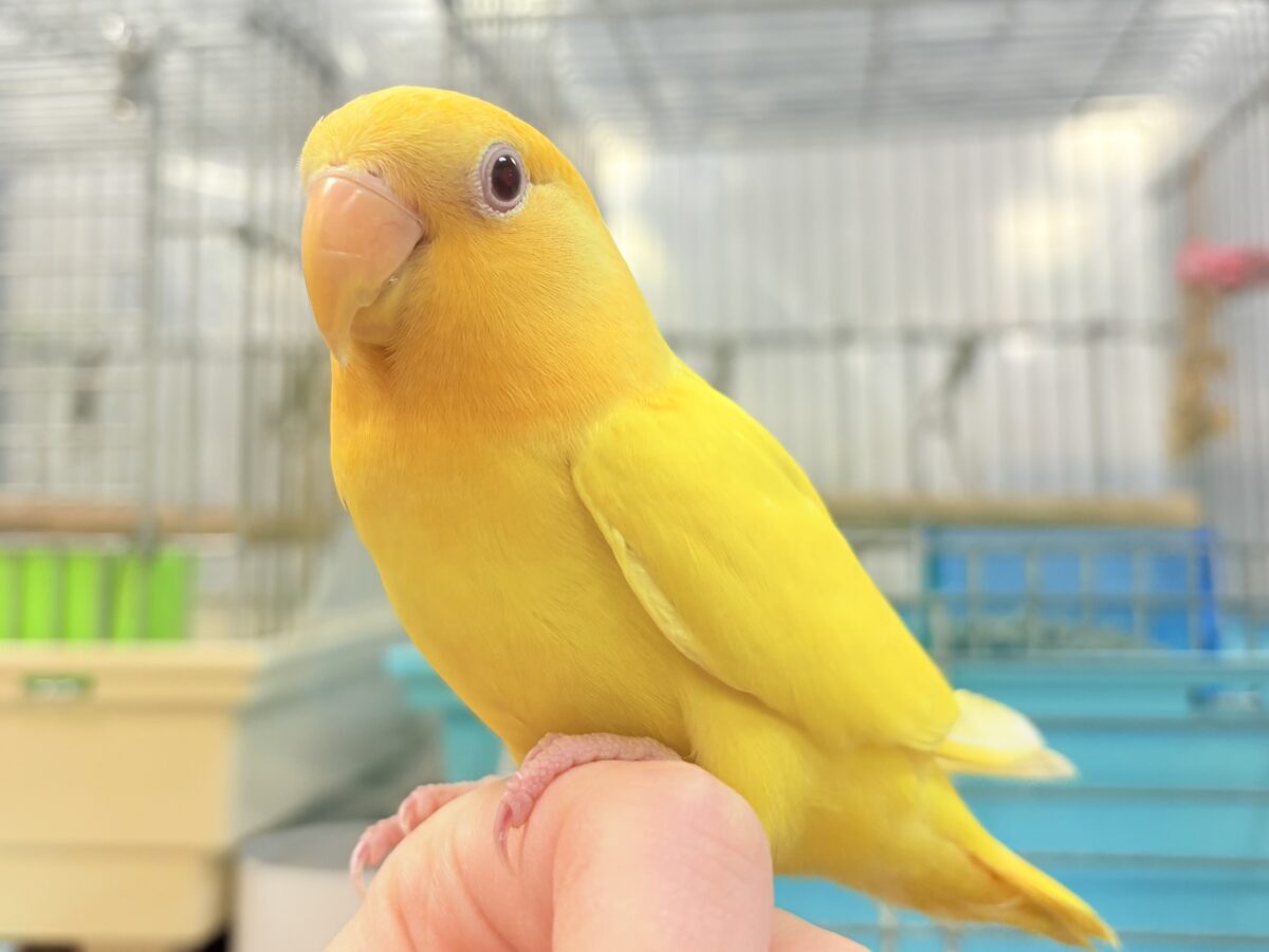 コザクラインコ（小桜インコ）