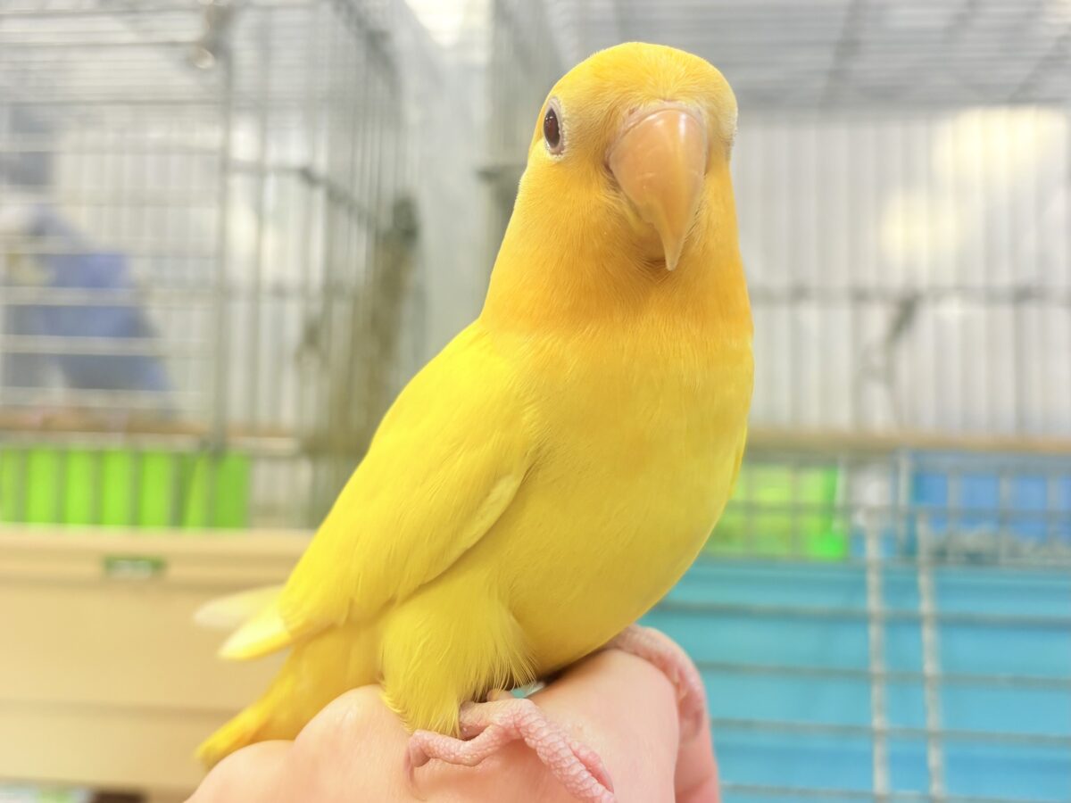コザクラインコ（小桜インコ）