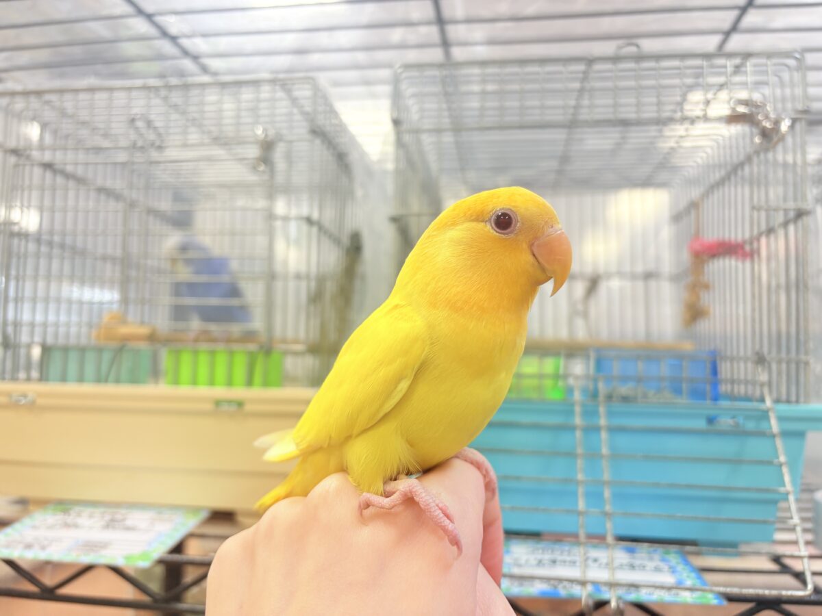 コザクラインコ（小桜インコ）