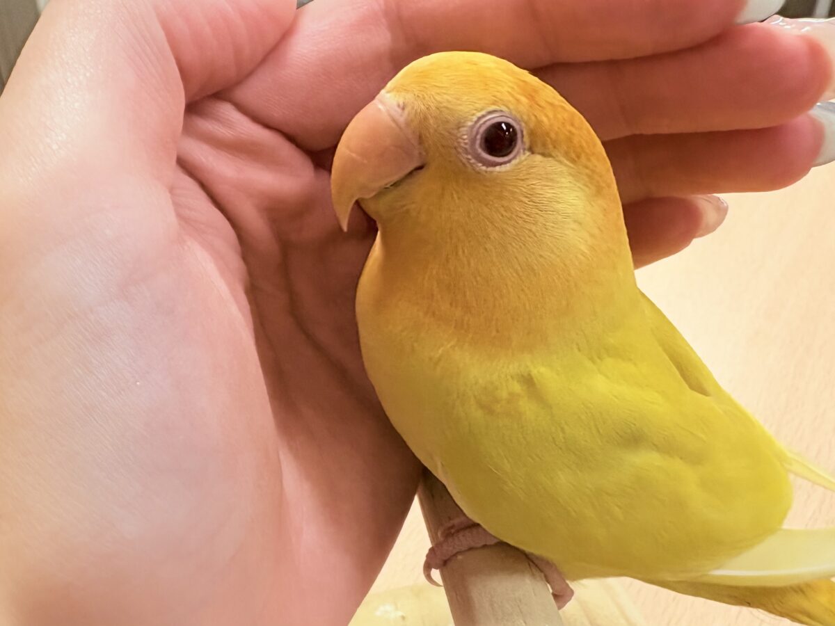 コザクラインコ（小桜インコ）