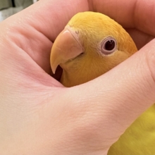 【最新画像更新🪄︎︎✨カゴデビュー】フレッシュな果実みたい🍊💛コザクラインコ(ルチノーオパーリン)