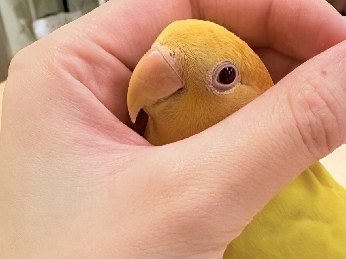 【最新画像更新🪄︎︎✨カゴデビュー】フレッシュな果実みたい🍊💛コザクラインコ(ルチノーオパーリン)