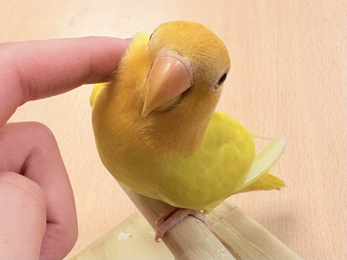 コザクラインコ（小桜インコ）