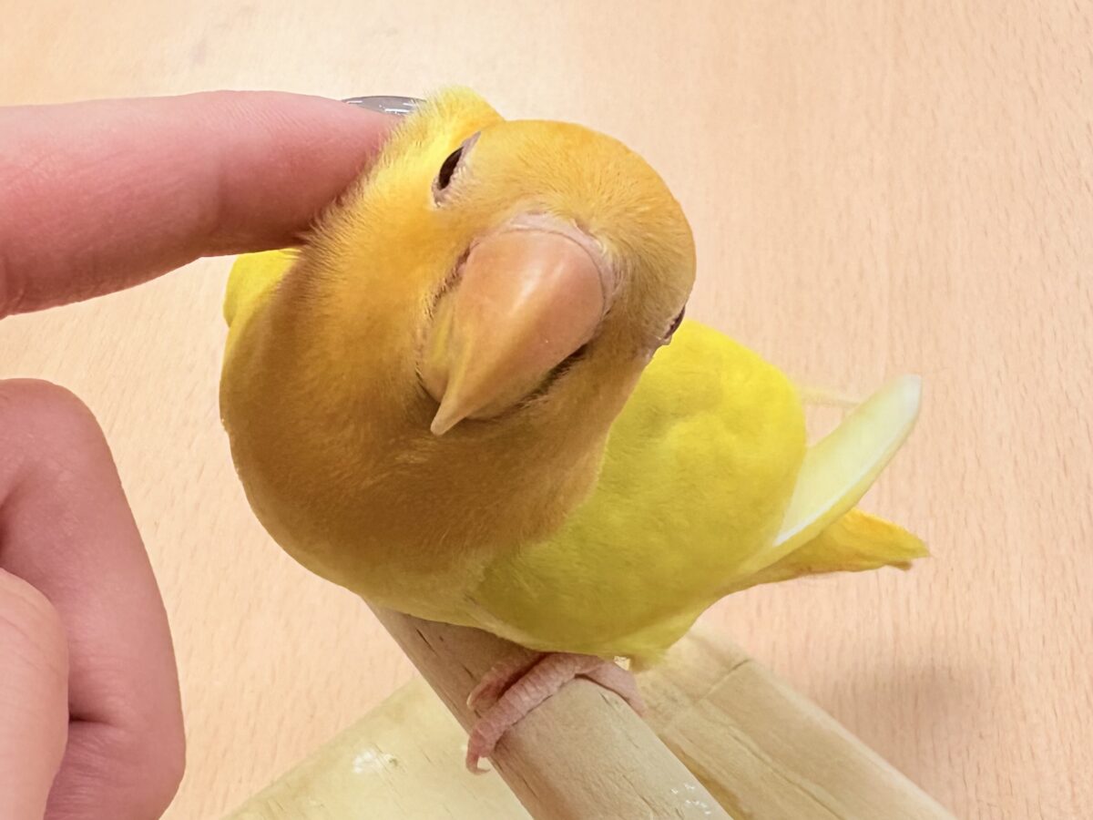 コザクラインコ（小桜インコ）