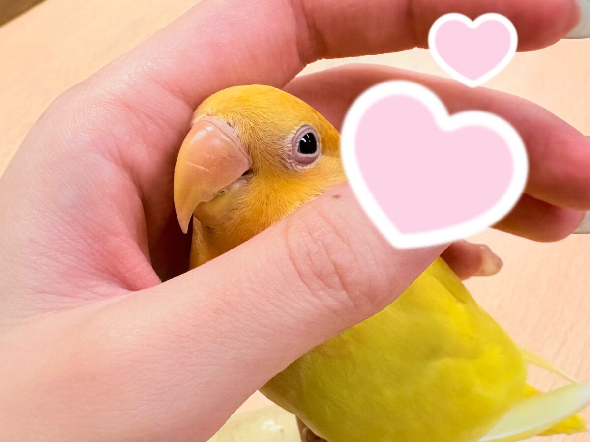 コザクラインコ（小桜インコ）