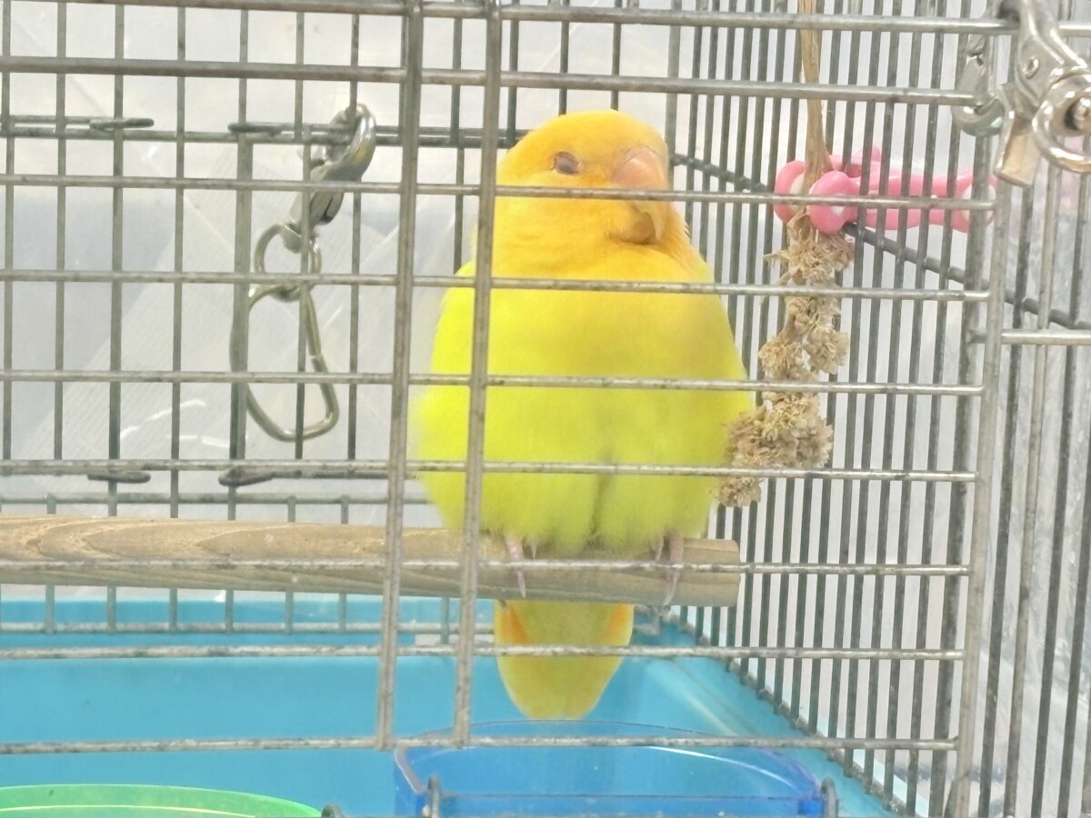コザクラインコ（小桜インコ）