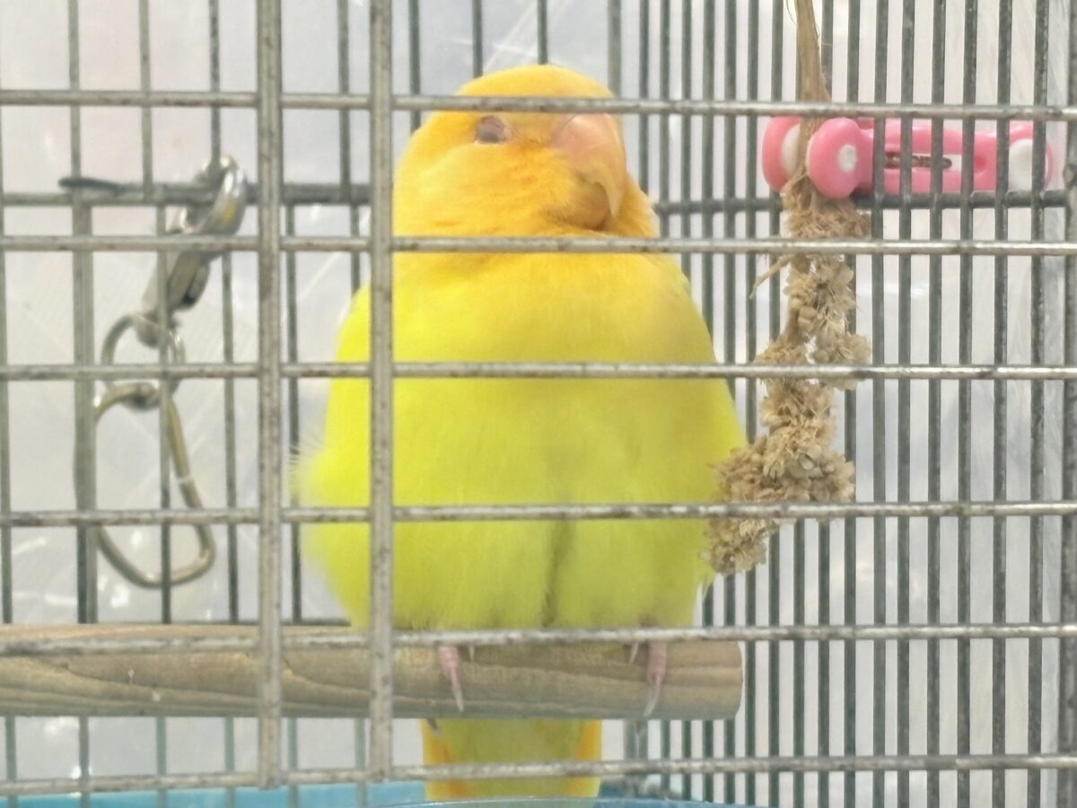 コザクラインコ（小桜インコ）