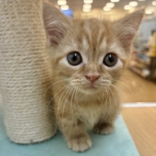 短いあんよでてちてち…てちてち…🐾マンチカンちゃん！