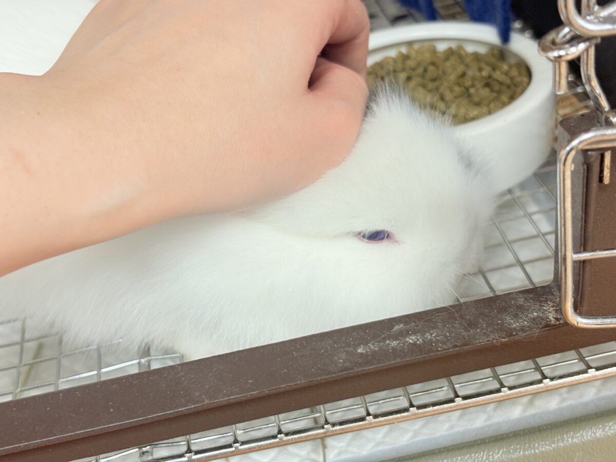ふわふわ🎀💭まるでぬいぐるみ🐰💕ジャージーウーリー ジャージーウーリー