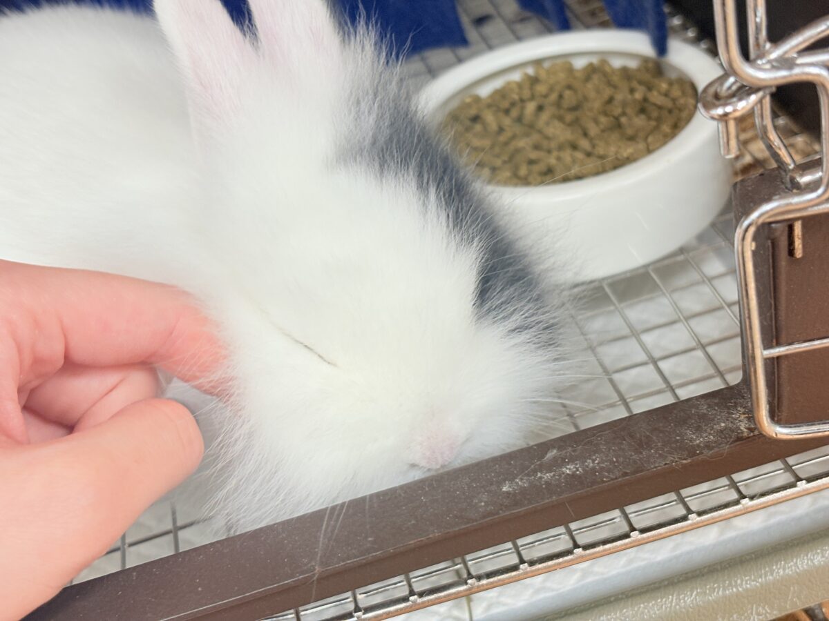 ふわふわ🎀💭まるでぬいぐるみ🐰💕ジャージーウーリー ジャージーウーリー