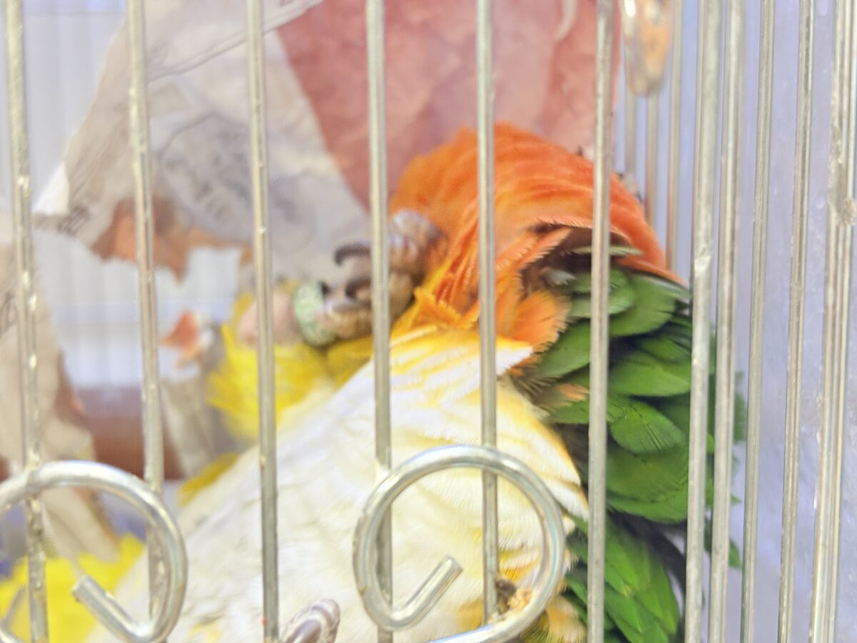 【最新画像】好奇心旺盛‼️やってきたぜ‼️✨️シロハラインコ(女の子) シロハラインコ