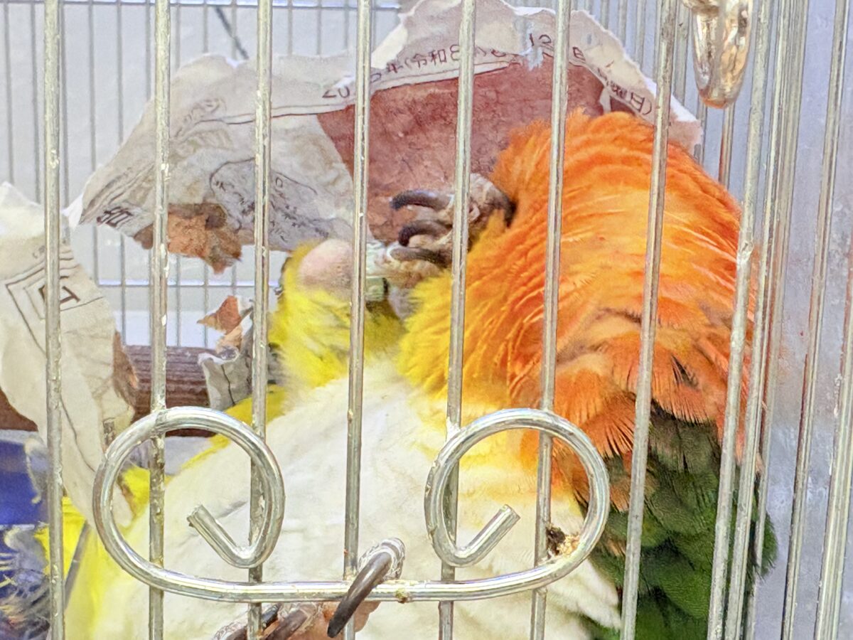 【最新画像】好奇心旺盛‼️やってきたぜ‼️✨️シロハラインコ(女の子) シロハラインコ