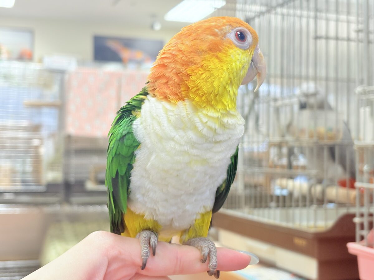 【最新画像】好奇心旺盛‼️やってきたぜ‼️✨️シロハラインコ(女の子) シロハラインコ