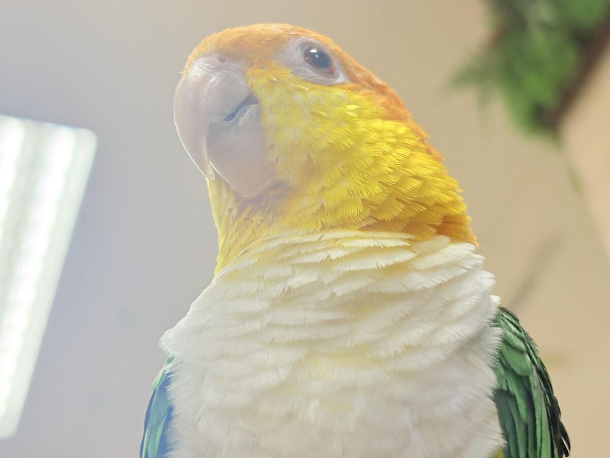 【最新画像】好奇心旺盛‼️やってきたぜ‼️✨️シロハラインコ(女の子) シロハラインコ