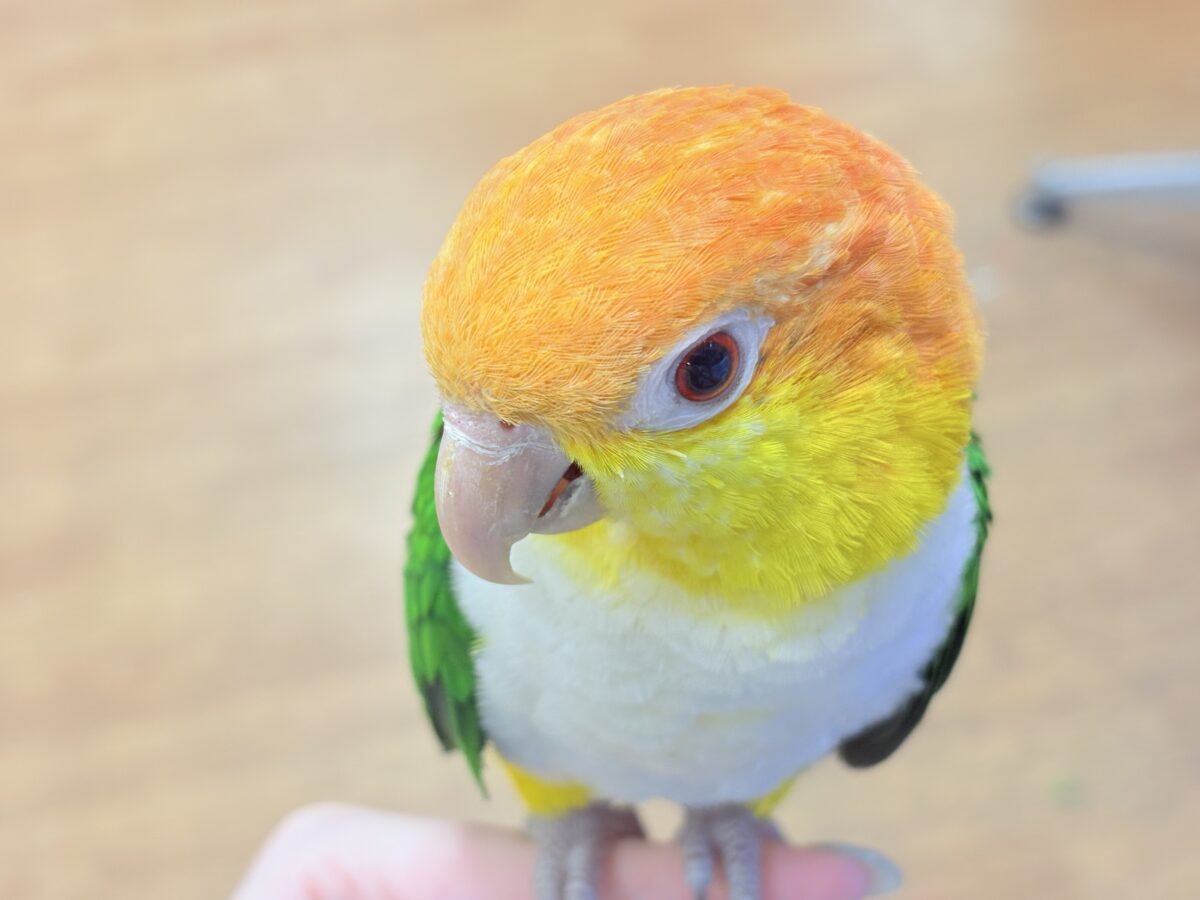 【最新画像】好奇心旺盛‼️やってきたぜ‼️✨️シロハラインコ(女の子) シロハラインコ