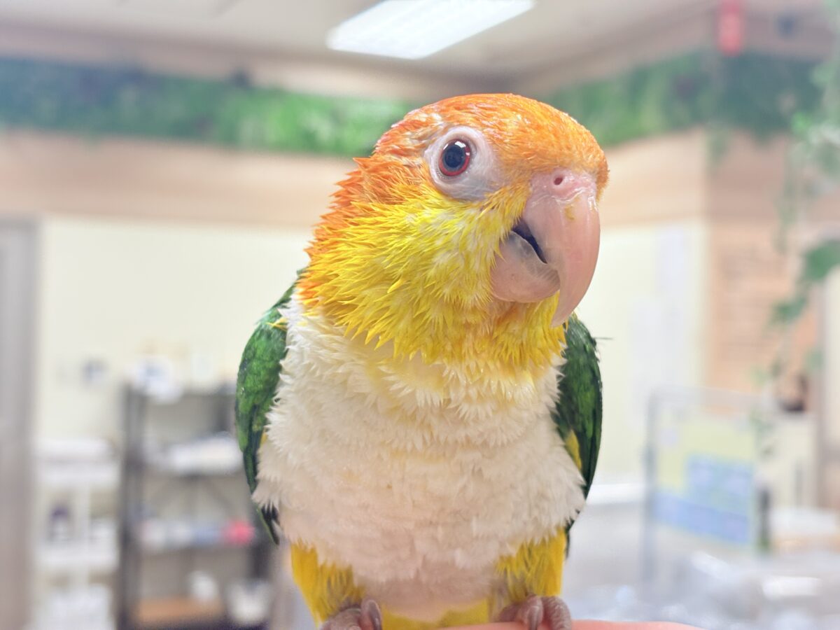 【最新画像】好奇心旺盛‼️やってきたぜ‼️✨️シロハラインコ(女の子) シロハラインコ