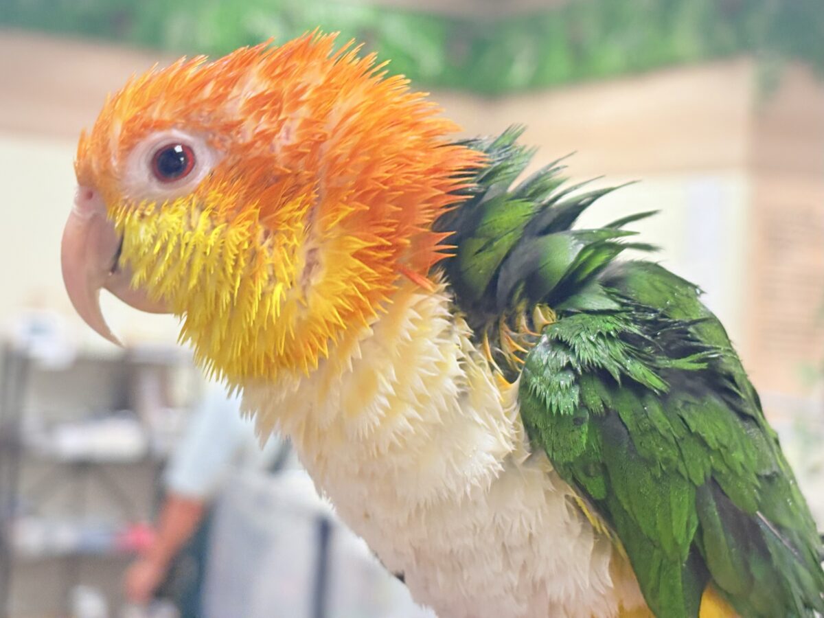 【最新画像】好奇心旺盛‼️やってきたぜ‼️✨️シロハラインコ(女の子) シロハラインコ
