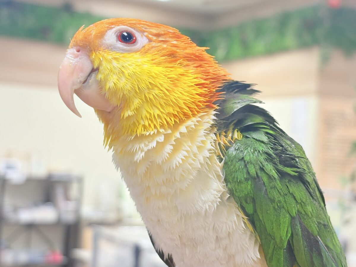 【最新画像】好奇心旺盛‼️やってきたぜ‼️✨️シロハラインコ(女の子) シロハラインコ