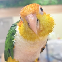 【最新画像】好奇心旺盛‼️やってきたぜ‼️✨️シロハラインコ(女の子)