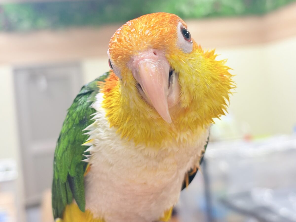 【最新画像】好奇心旺盛‼️やってきたぜ‼️✨️シロハラインコ(女の子) シロハラインコ
