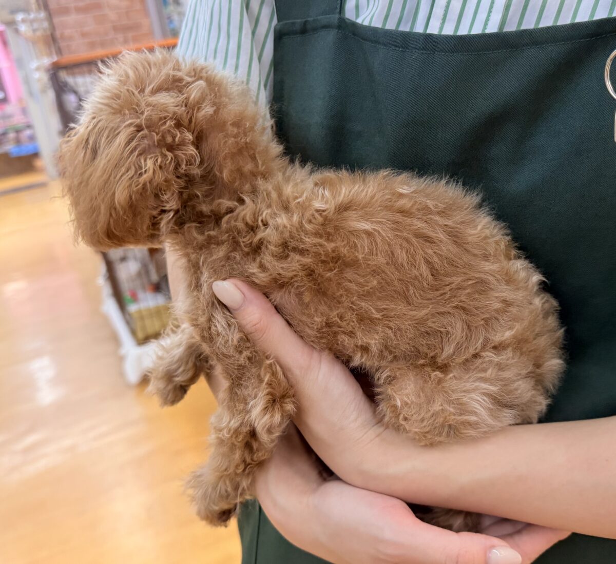 ミニミニ!小さくてもパワフル!トイプードルの女の子☺️ トイプードル
