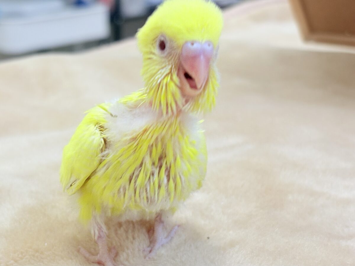 セキセイインコ