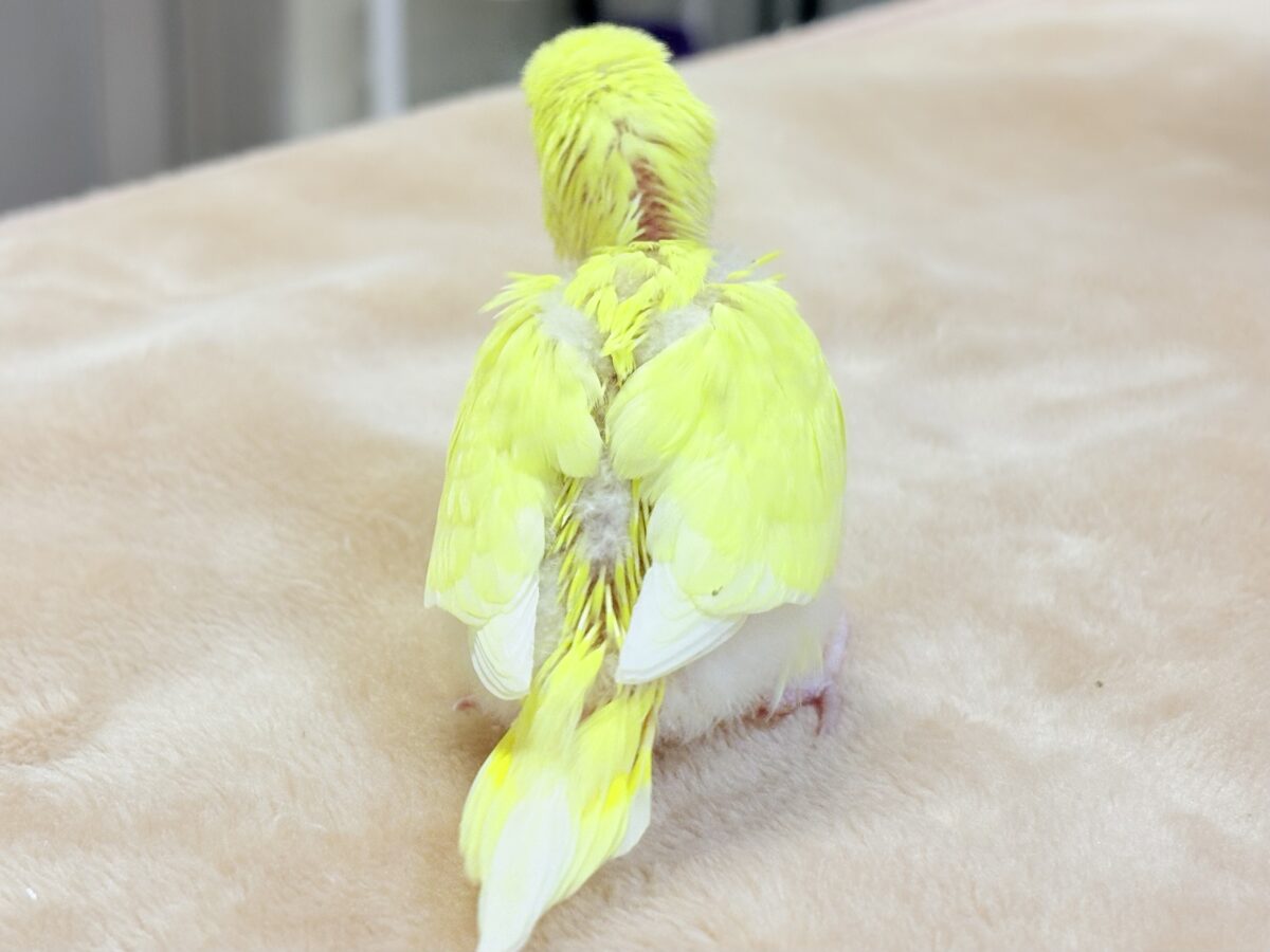 セキセイインコ