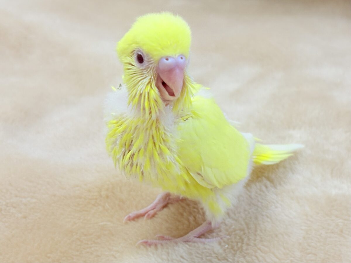 セキセイインコ