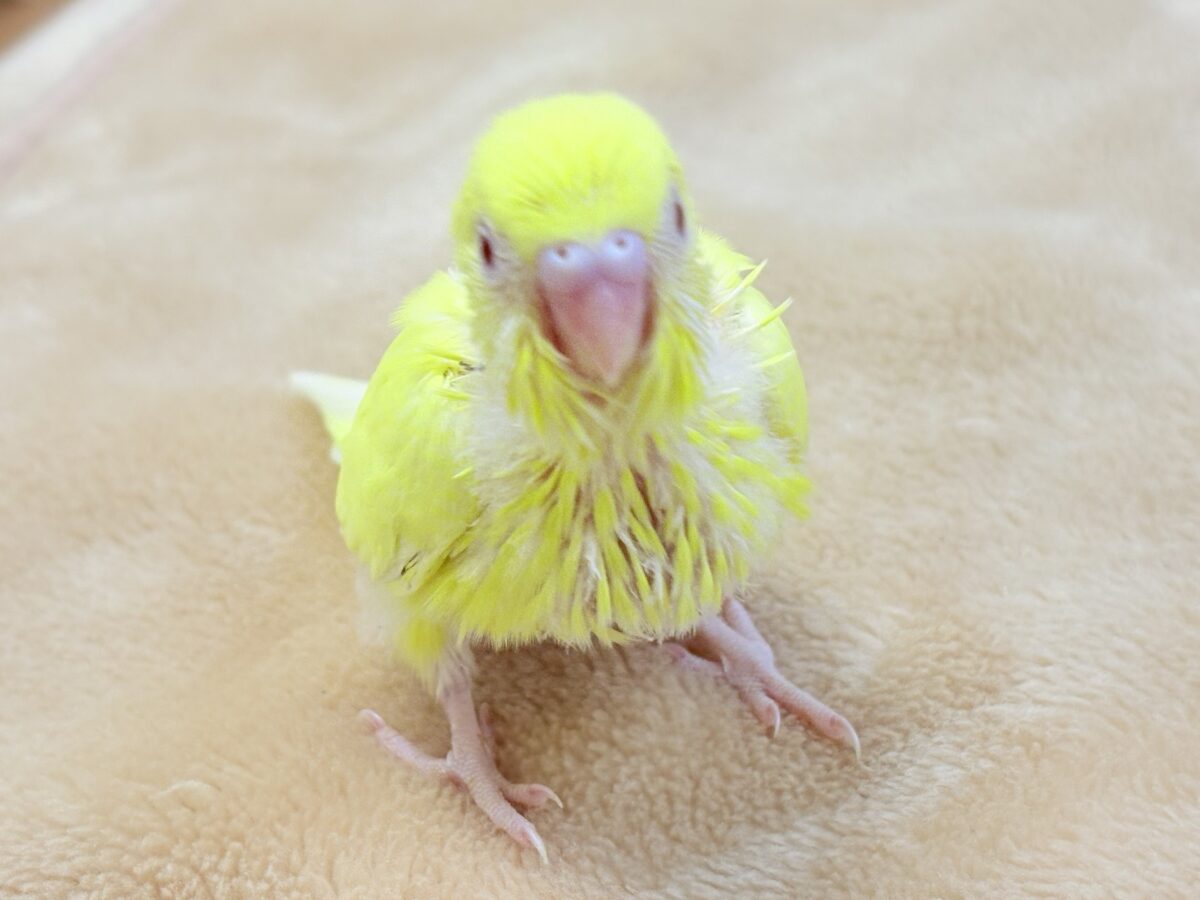セキセイインコ