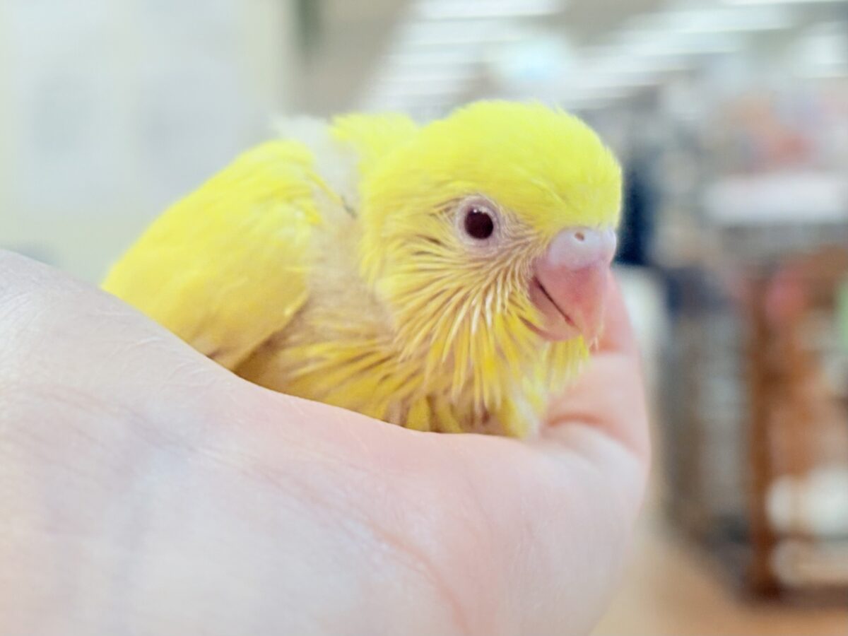 セキセイインコ