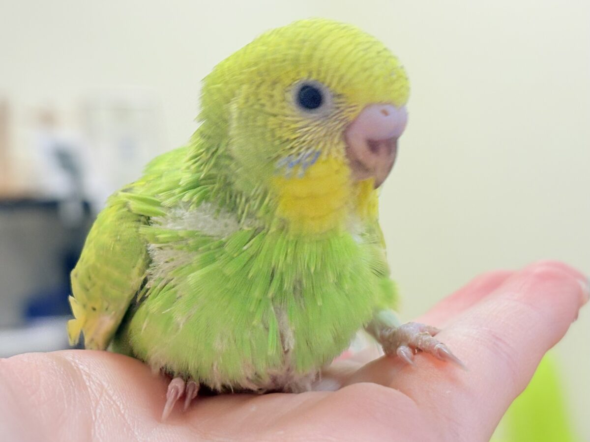 セキセイインコ