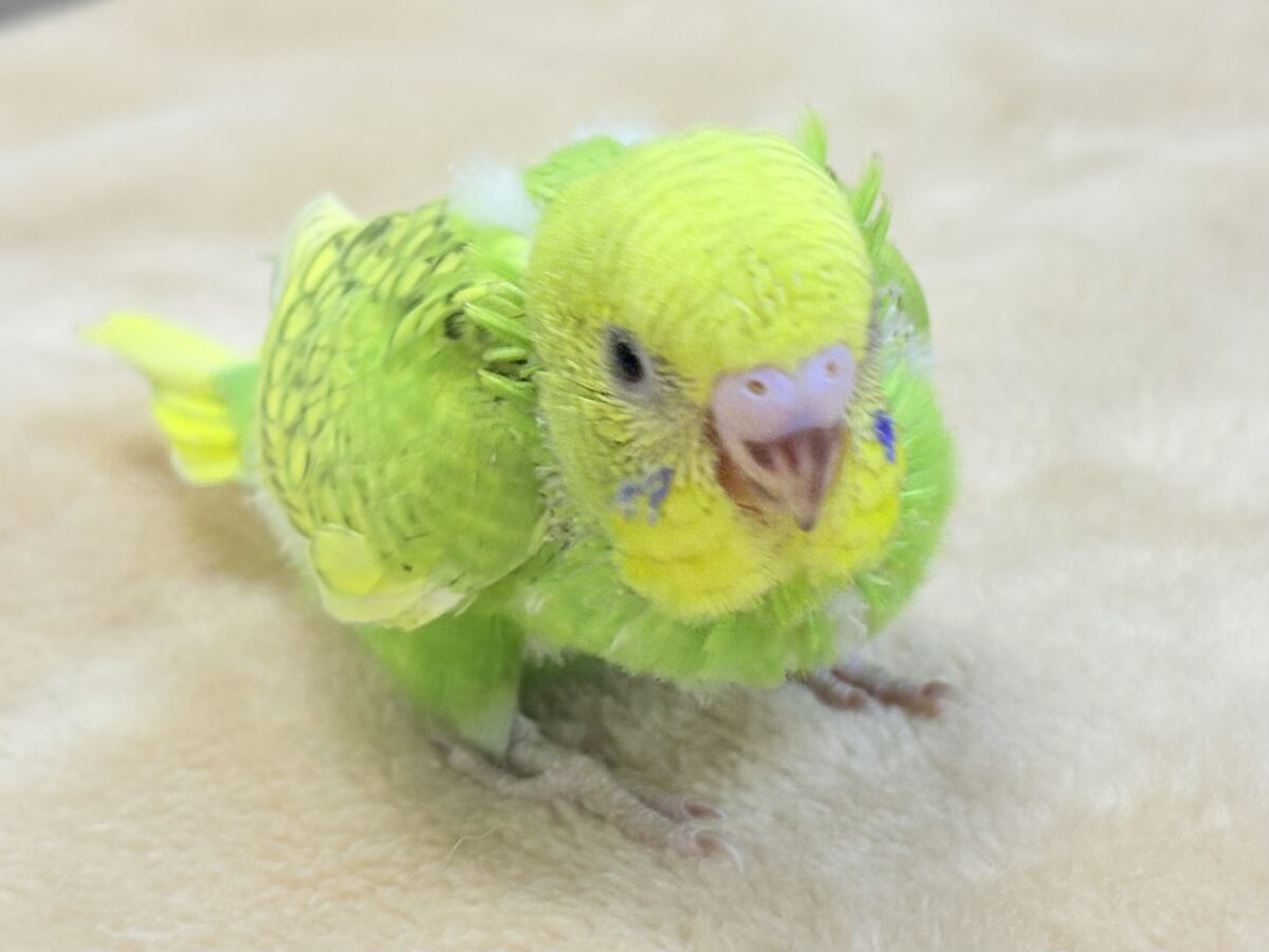 セキセイインコ