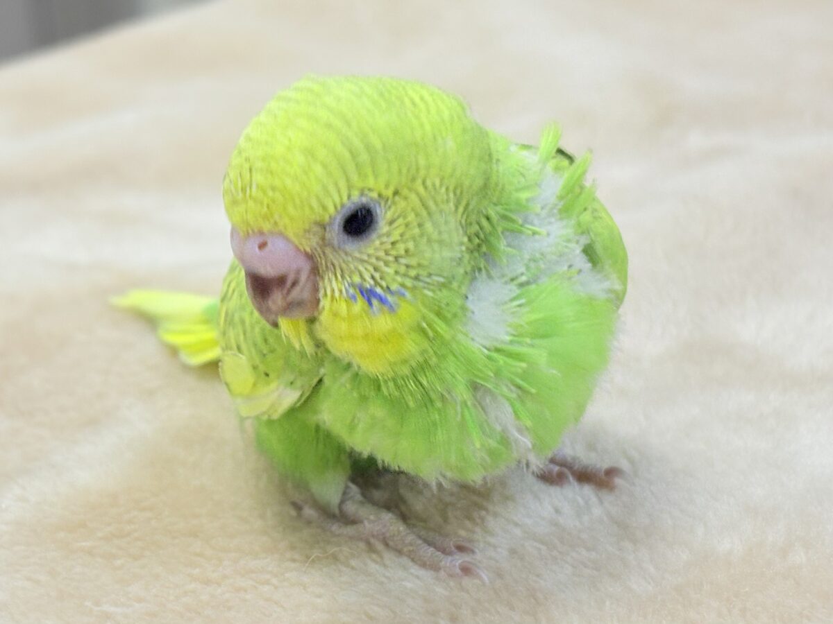 セキセイインコ