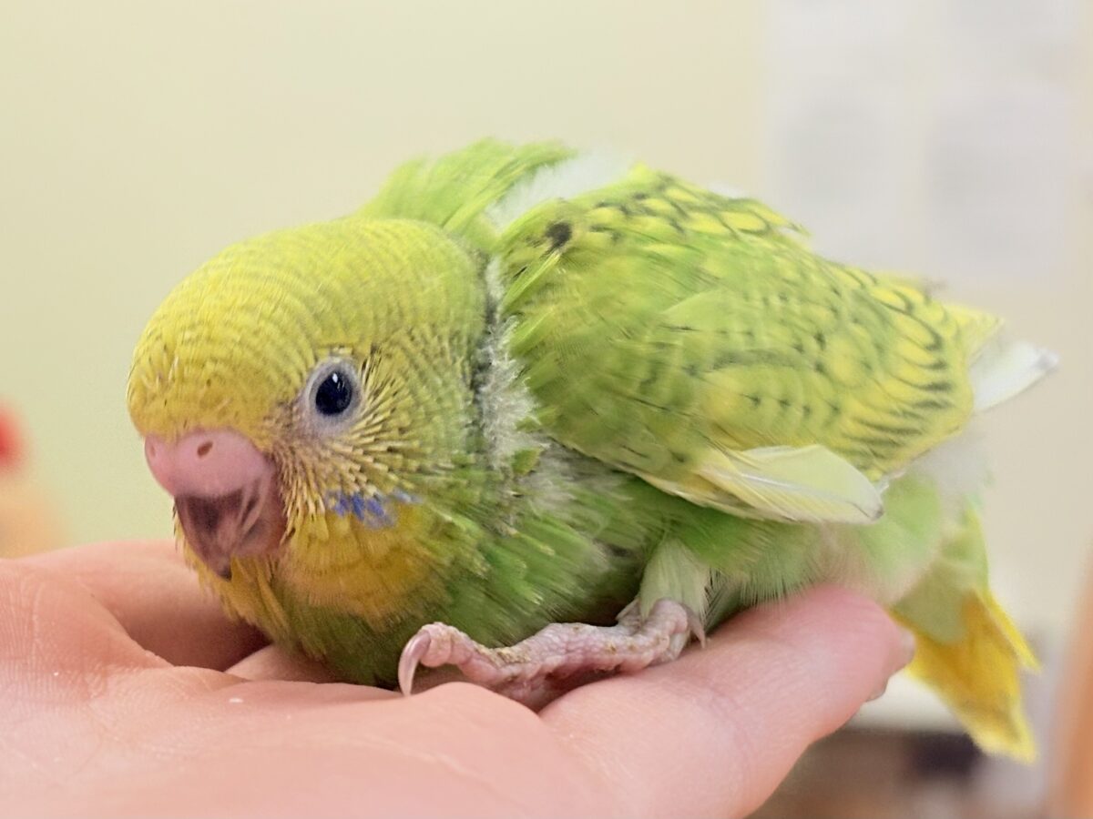 セキセイインコ