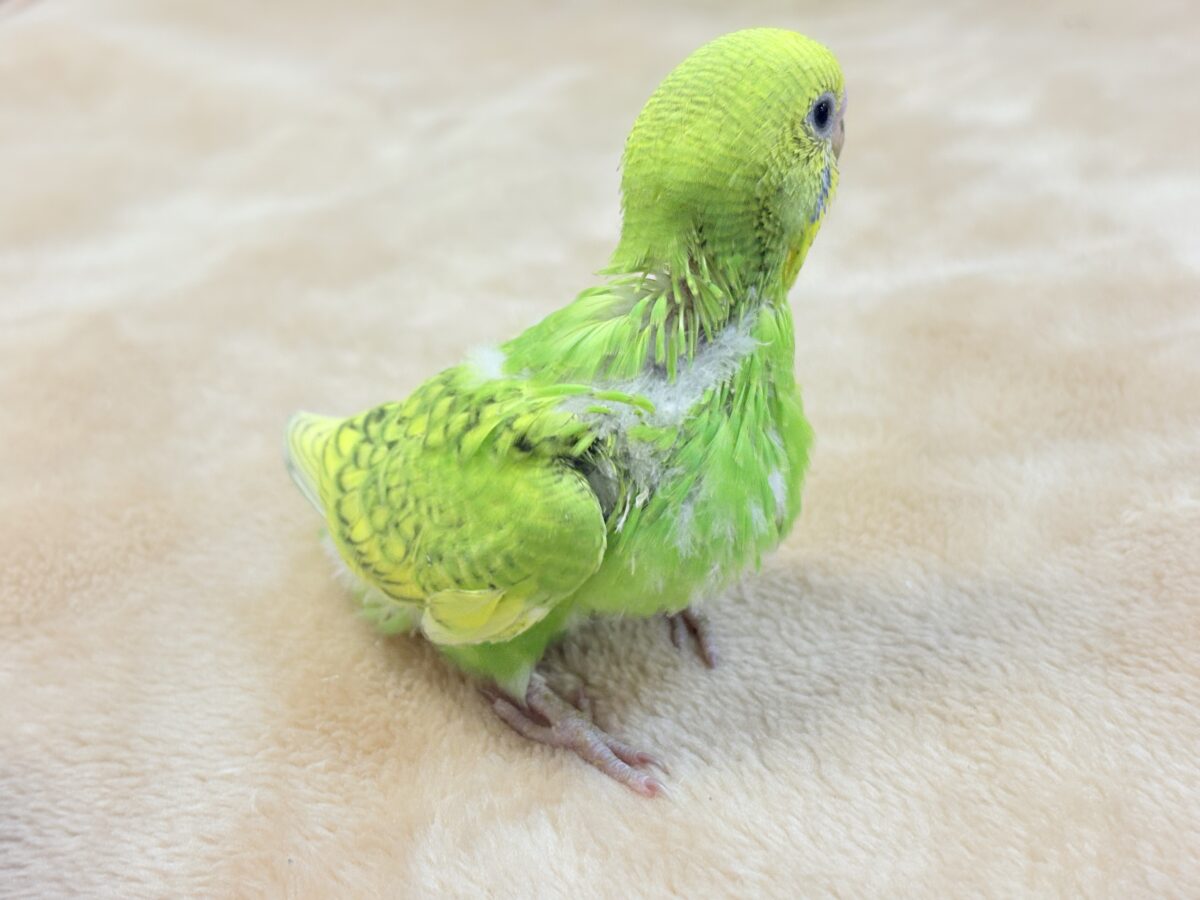 セキセイインコ