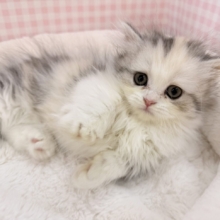 可愛すぎる！！マンチカンちゃんが来ました💕