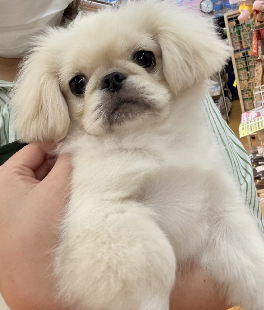 最新📷アザラシの子供?ペキくん来たよ! ペキニーズ