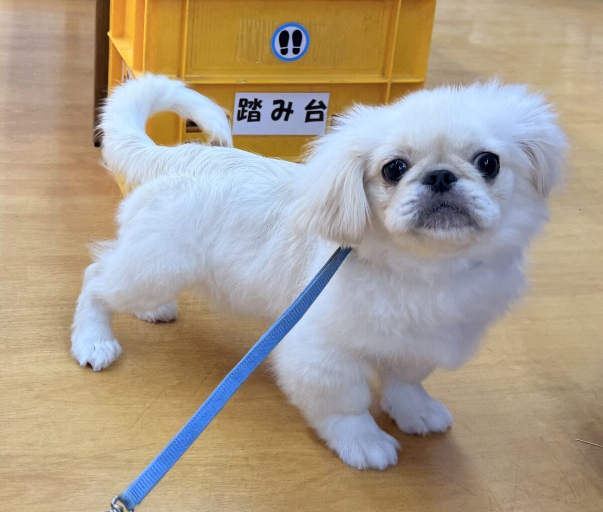 ペキニーズ